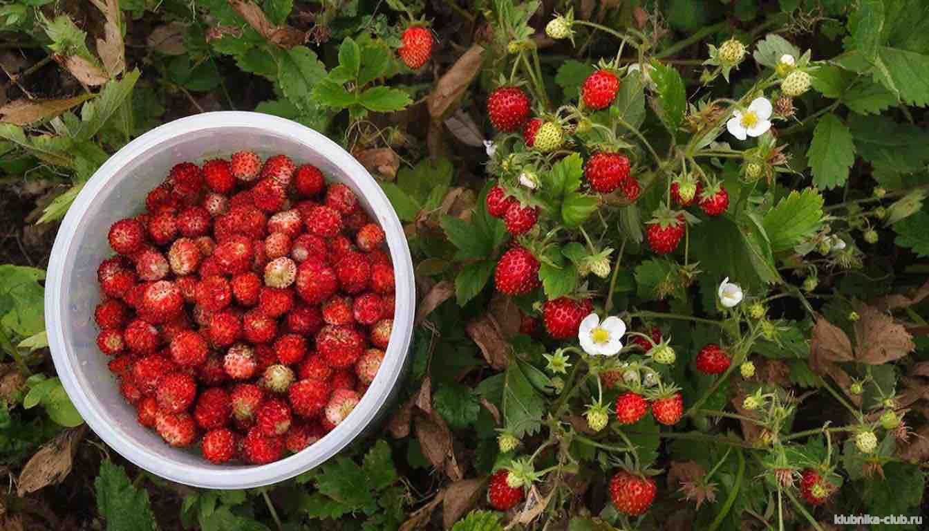 клубника барон солемахер