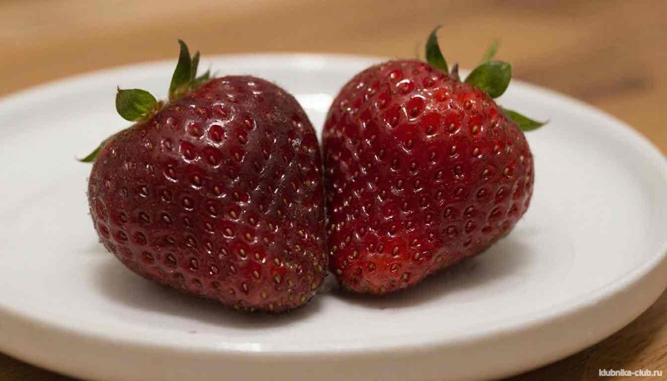 клубника черный принц