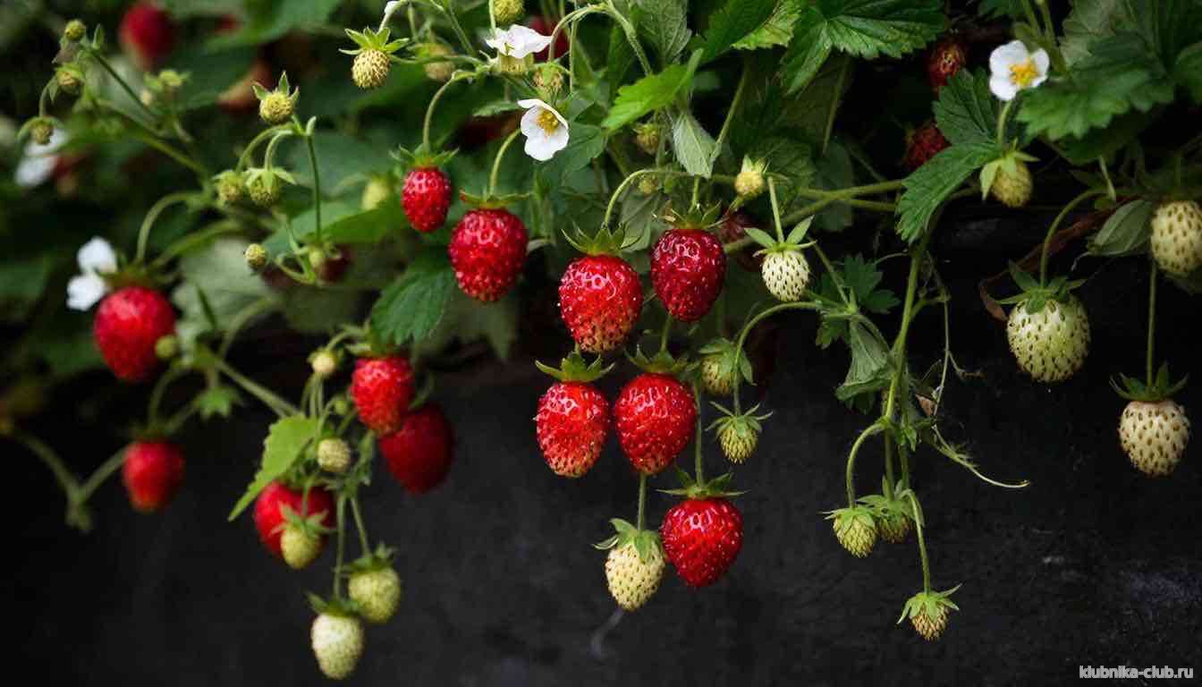 клубника сорт фенг сянг