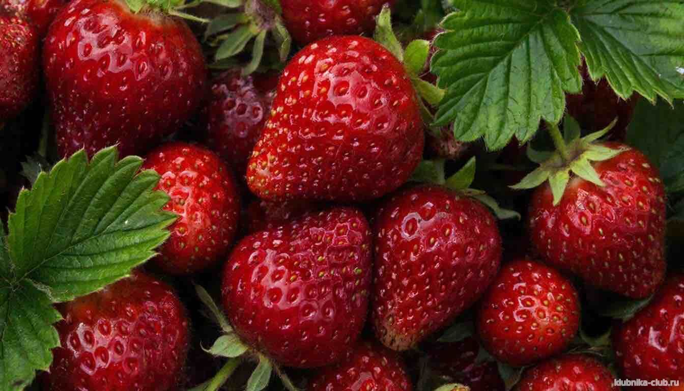 клубника мускатная боровицкая