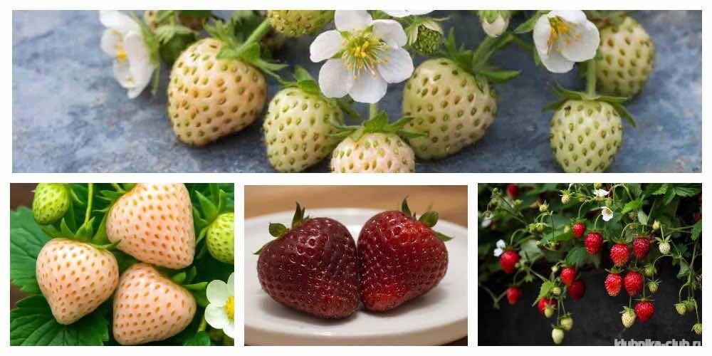 сорта и описание редкая клубника