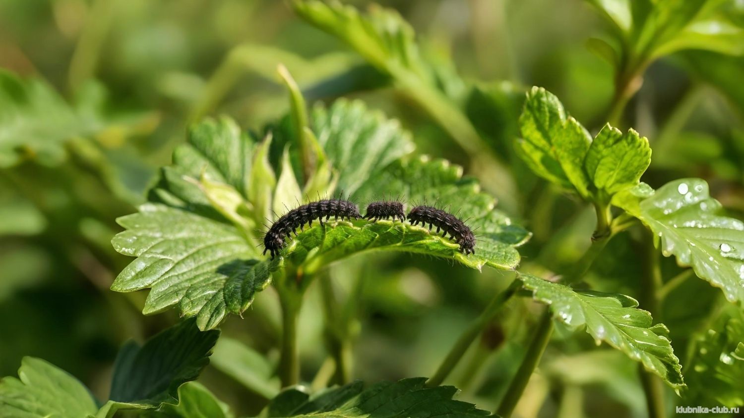 черные гусеницы на клубнике фото
