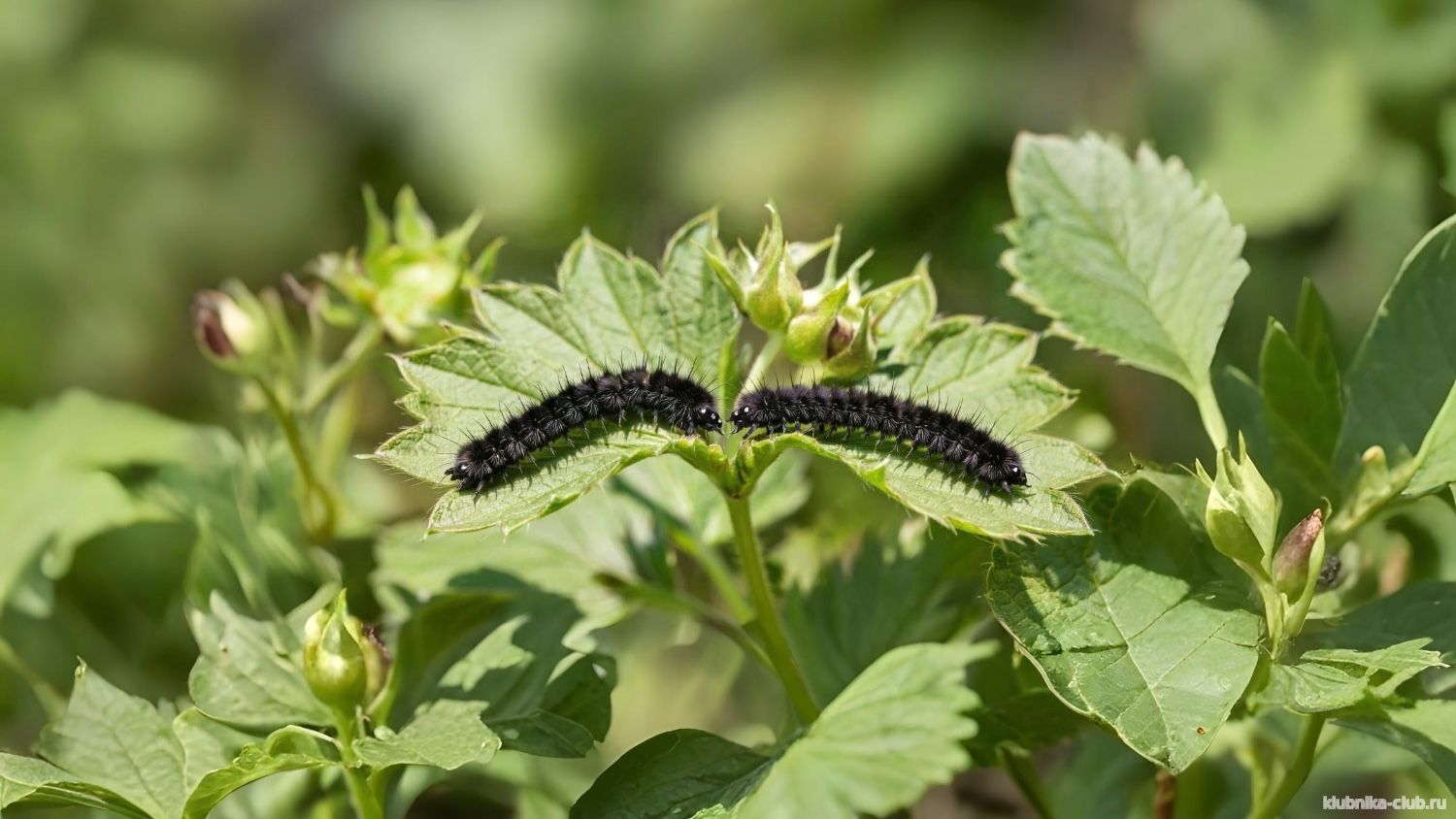 гусеницы на клубнике профилактика