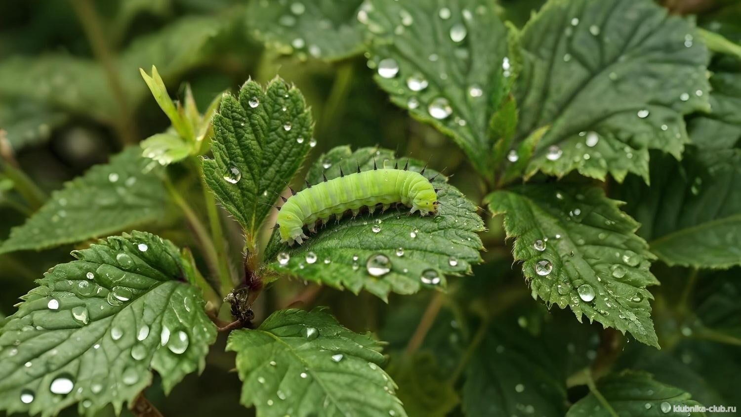гусеница на клубнином листе фото