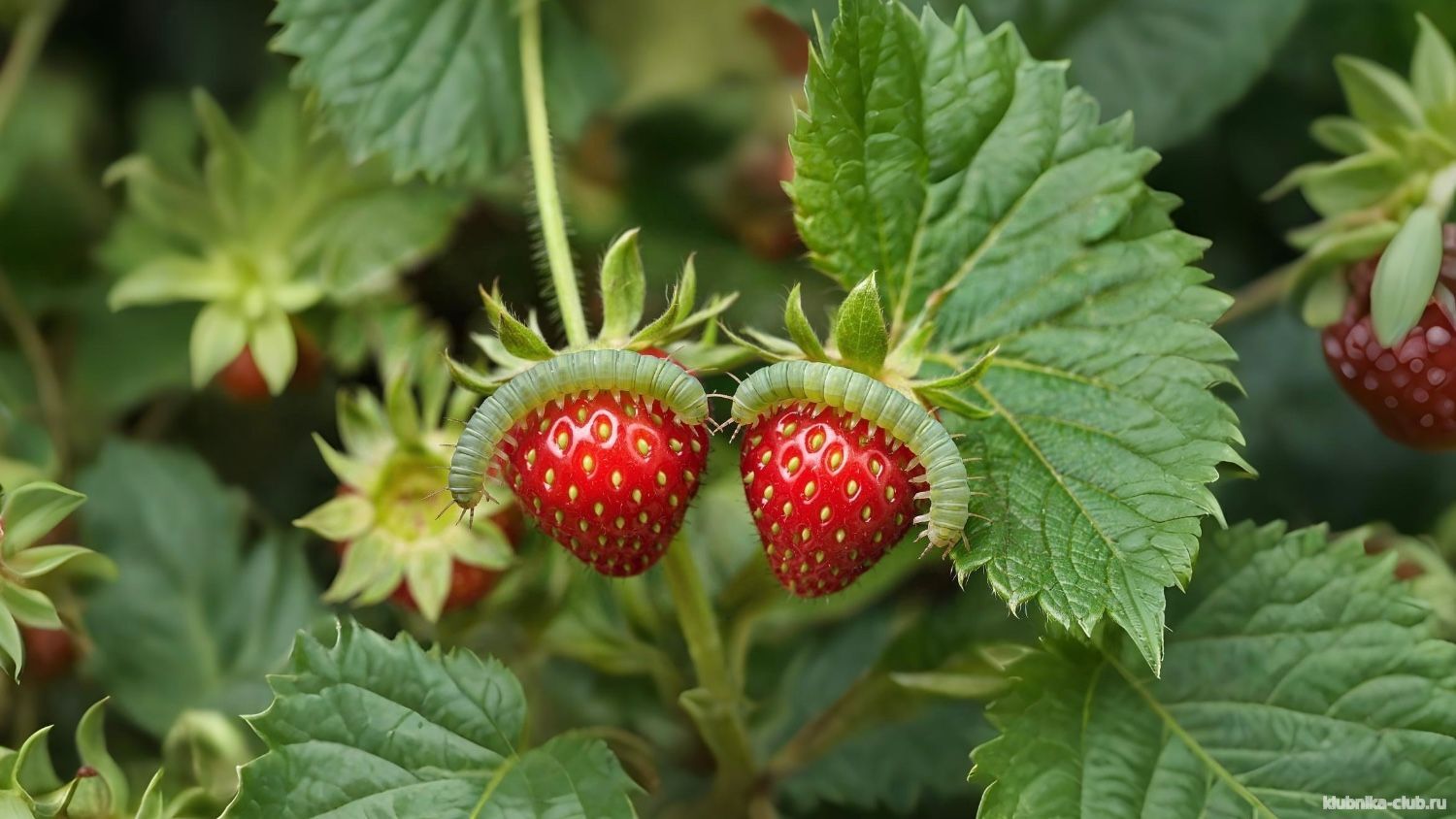 чем обработать клубнику от гусениц