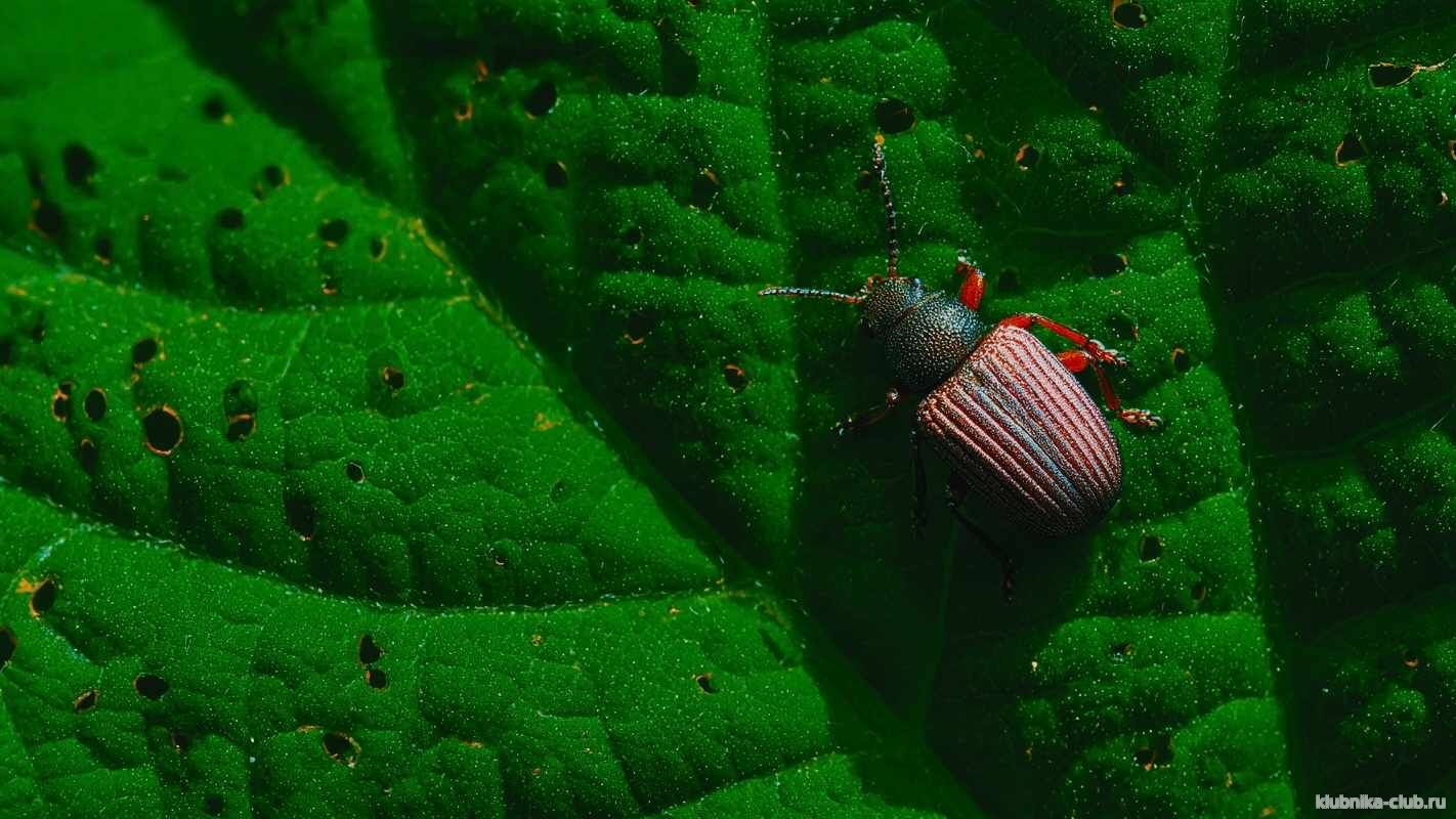 Листоед на клубнике