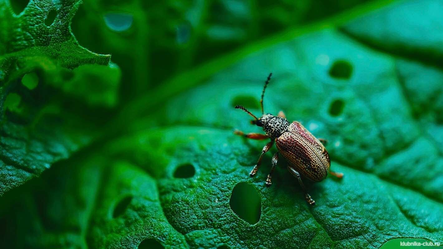 клубничная козявочка