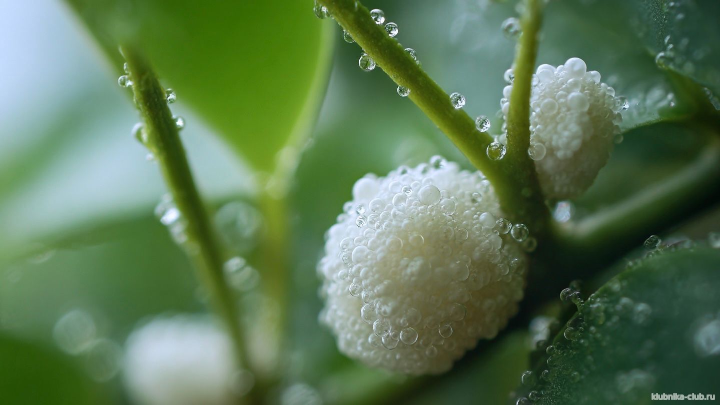 пенница слюнявая