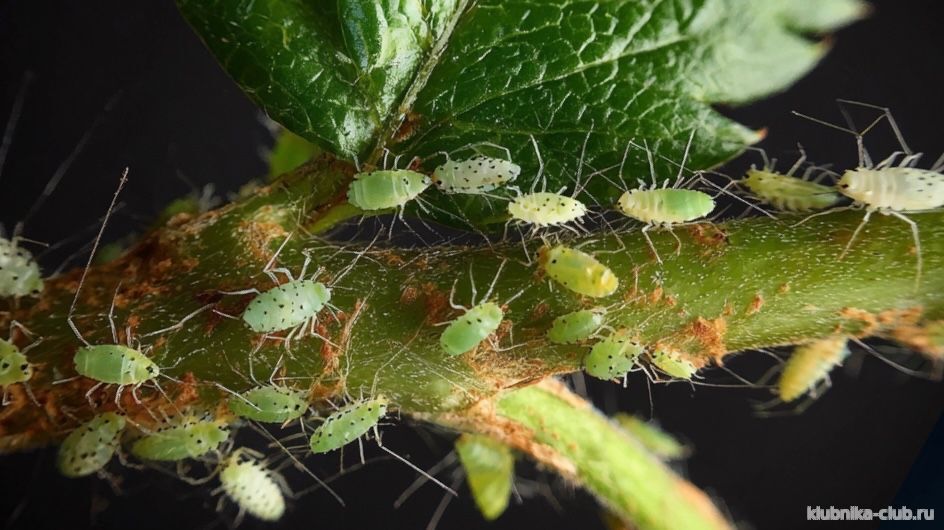 как избавиться от тли на клубнике