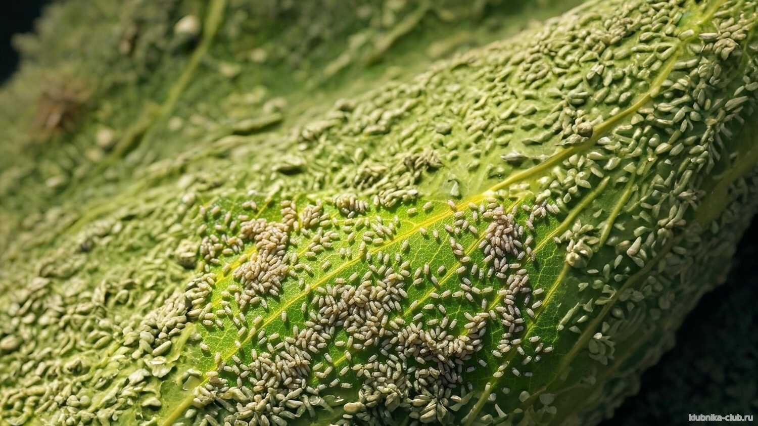 тля на клубнике фото