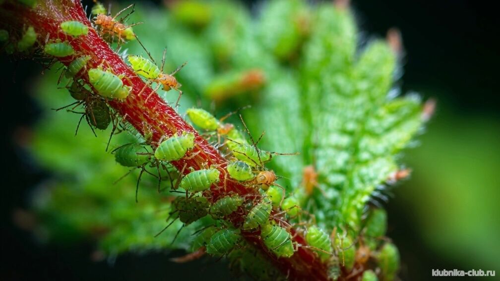 средство от тли на клубнике