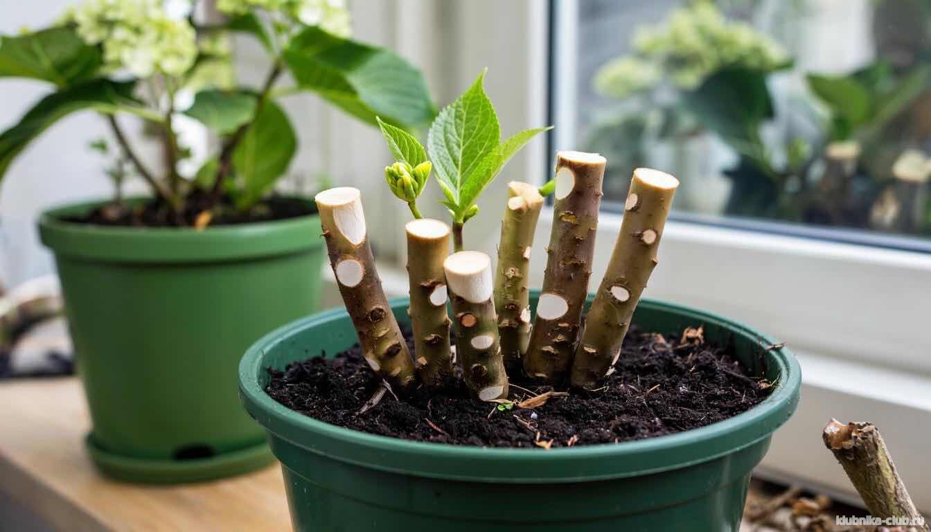 черенки боярощника в домашних условиях