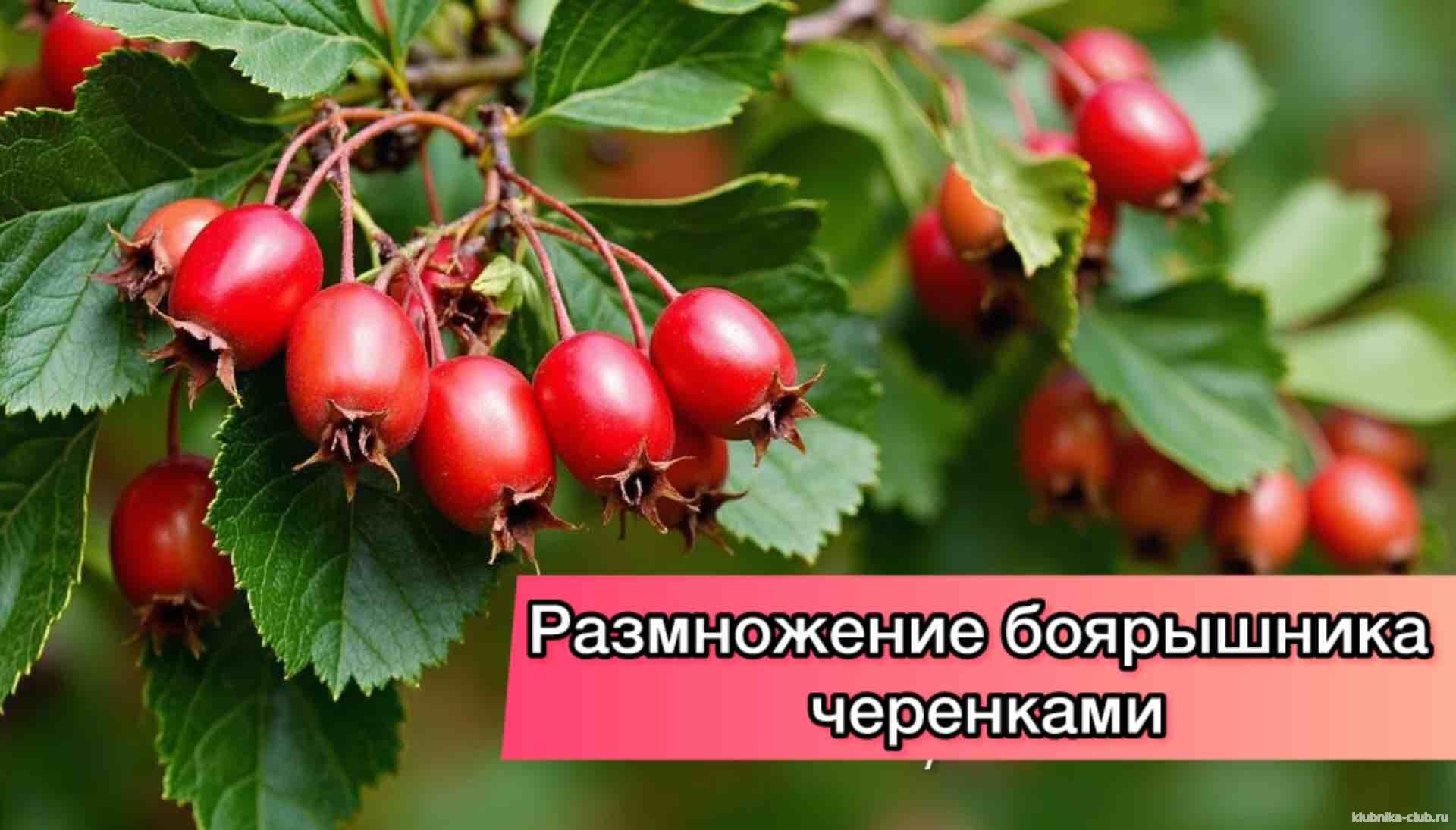 размножить боярошник черенками