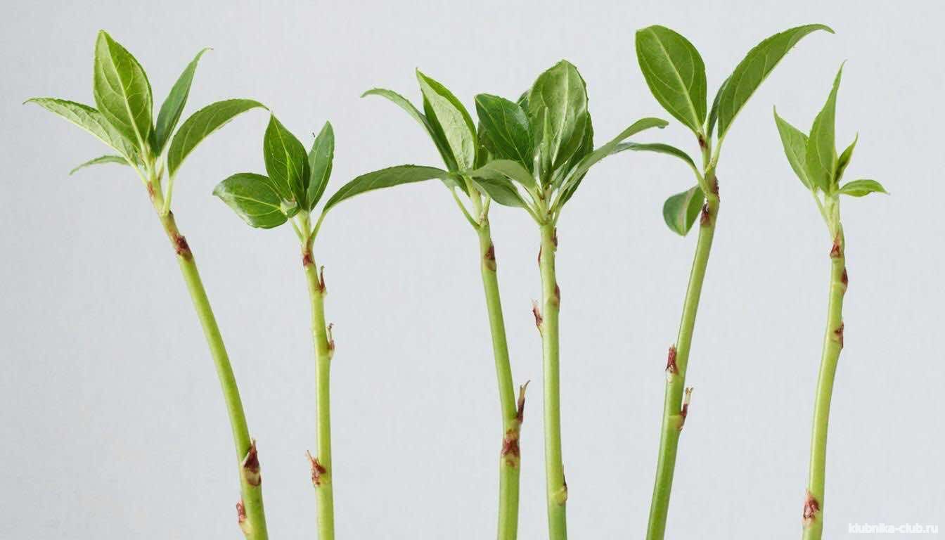 размножение голуюики черенками
