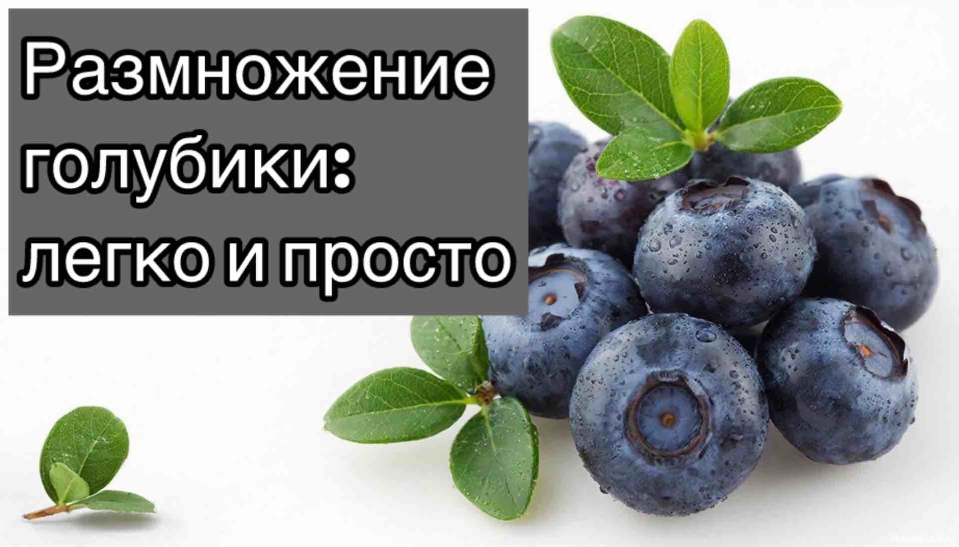 черенки для размножения голубики