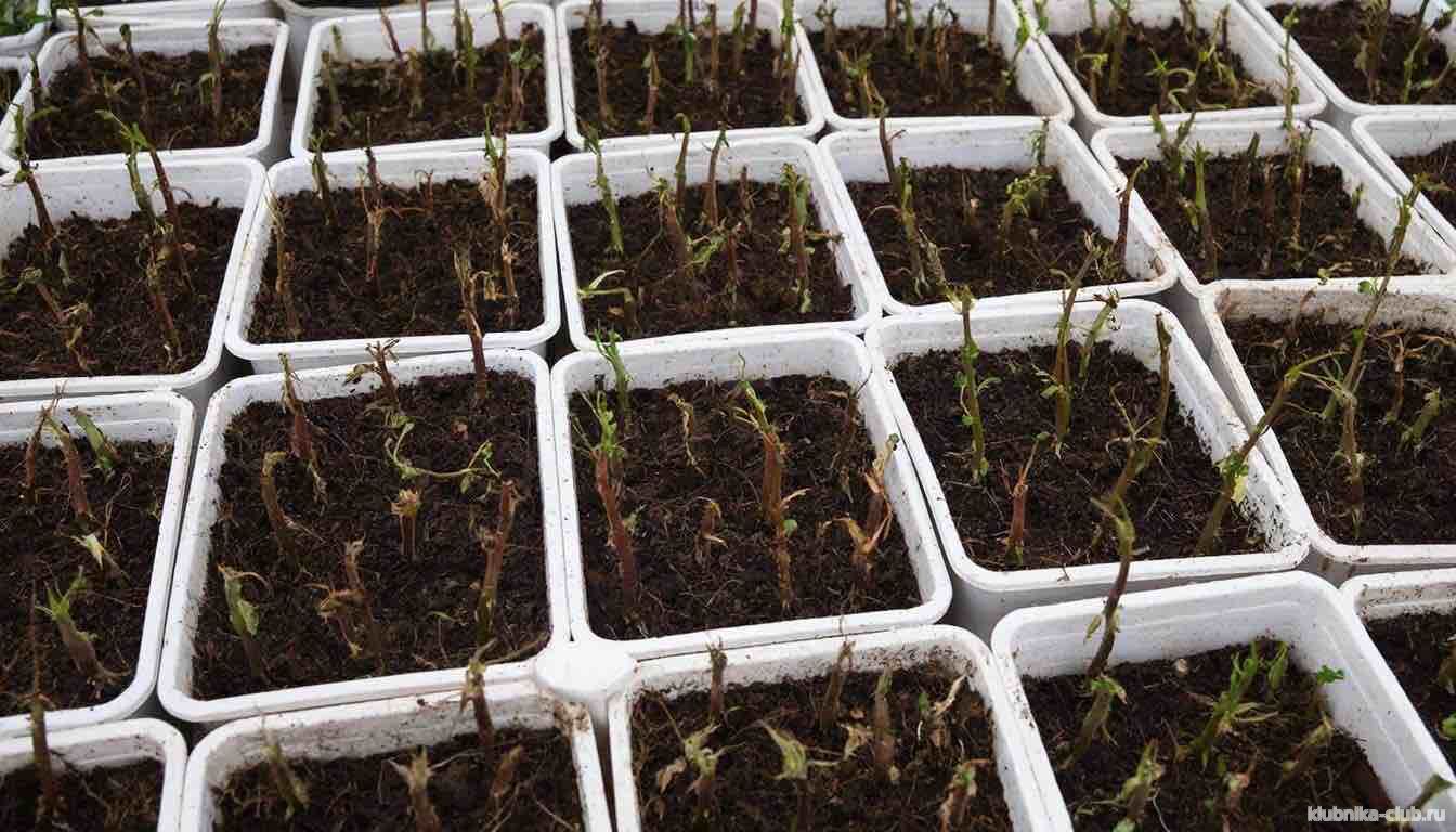 посадка черенков голубики