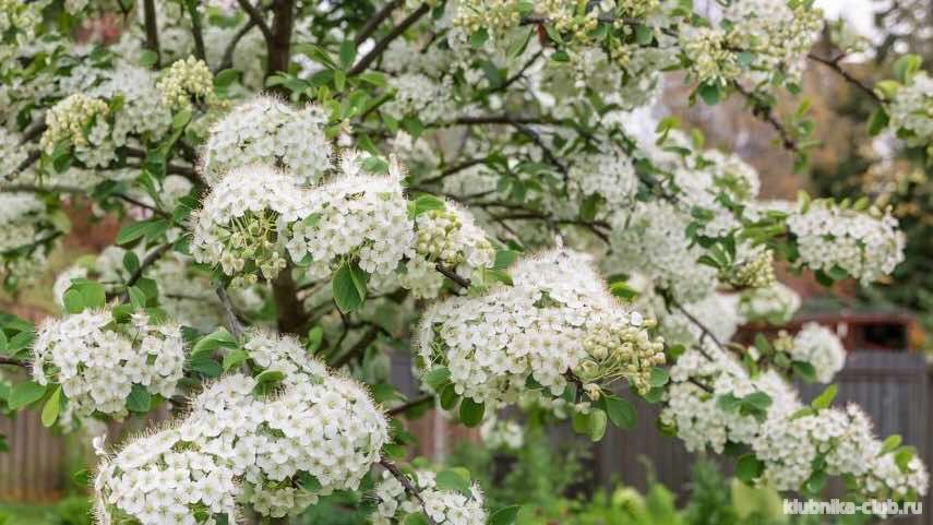 калина пахучая фаррера