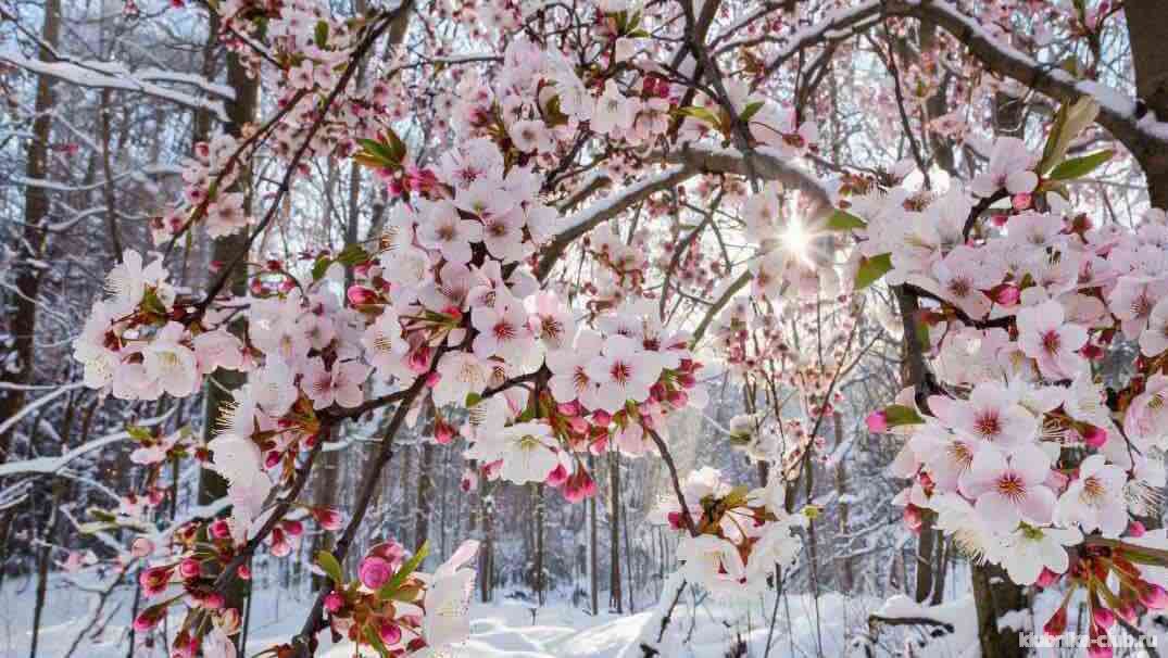 цветет зимой калина