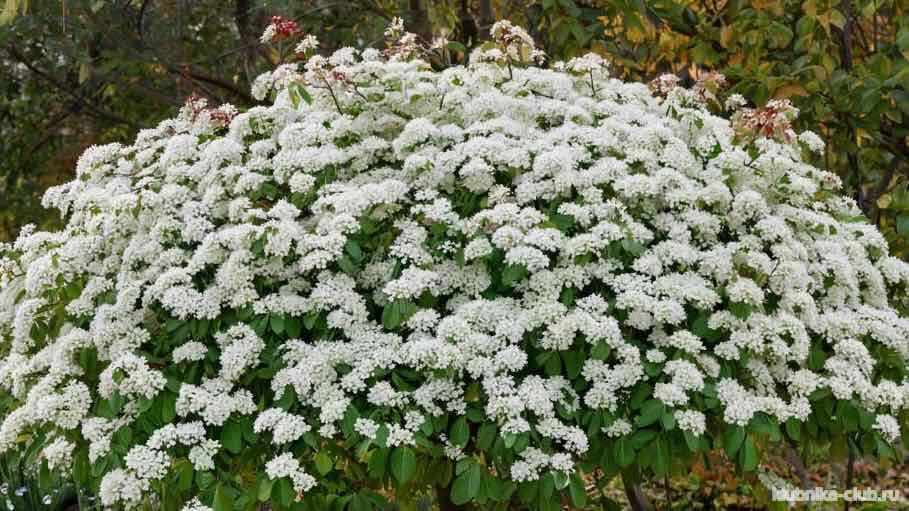калина пахучая