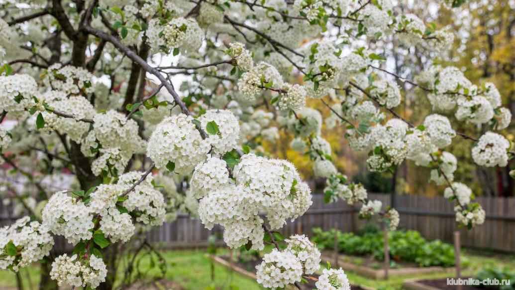 посадка калины