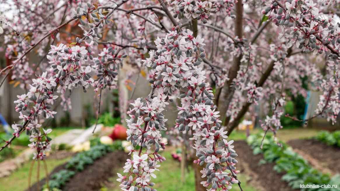калина боднантенская