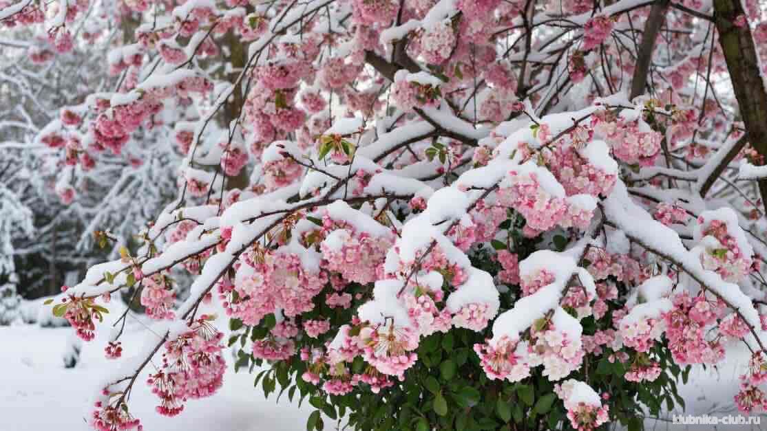 калина зимой уход