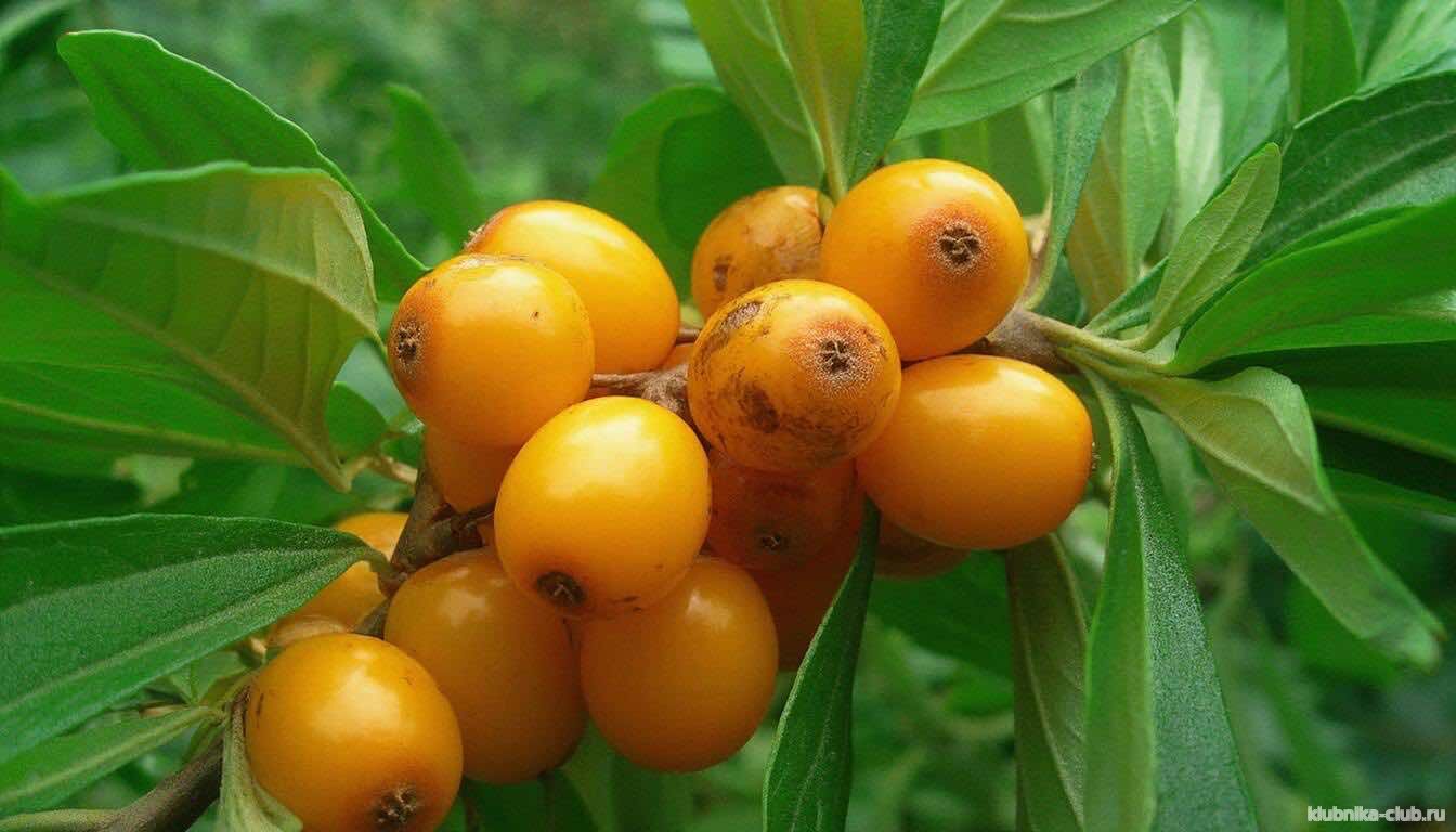 Болезни облепихи