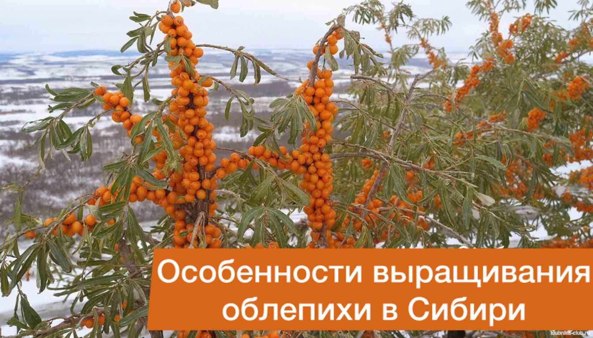 Выращивание облепихи в Сибири