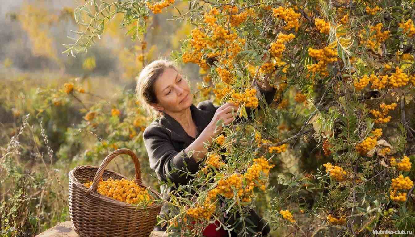 Сбор облепихи в Сибири