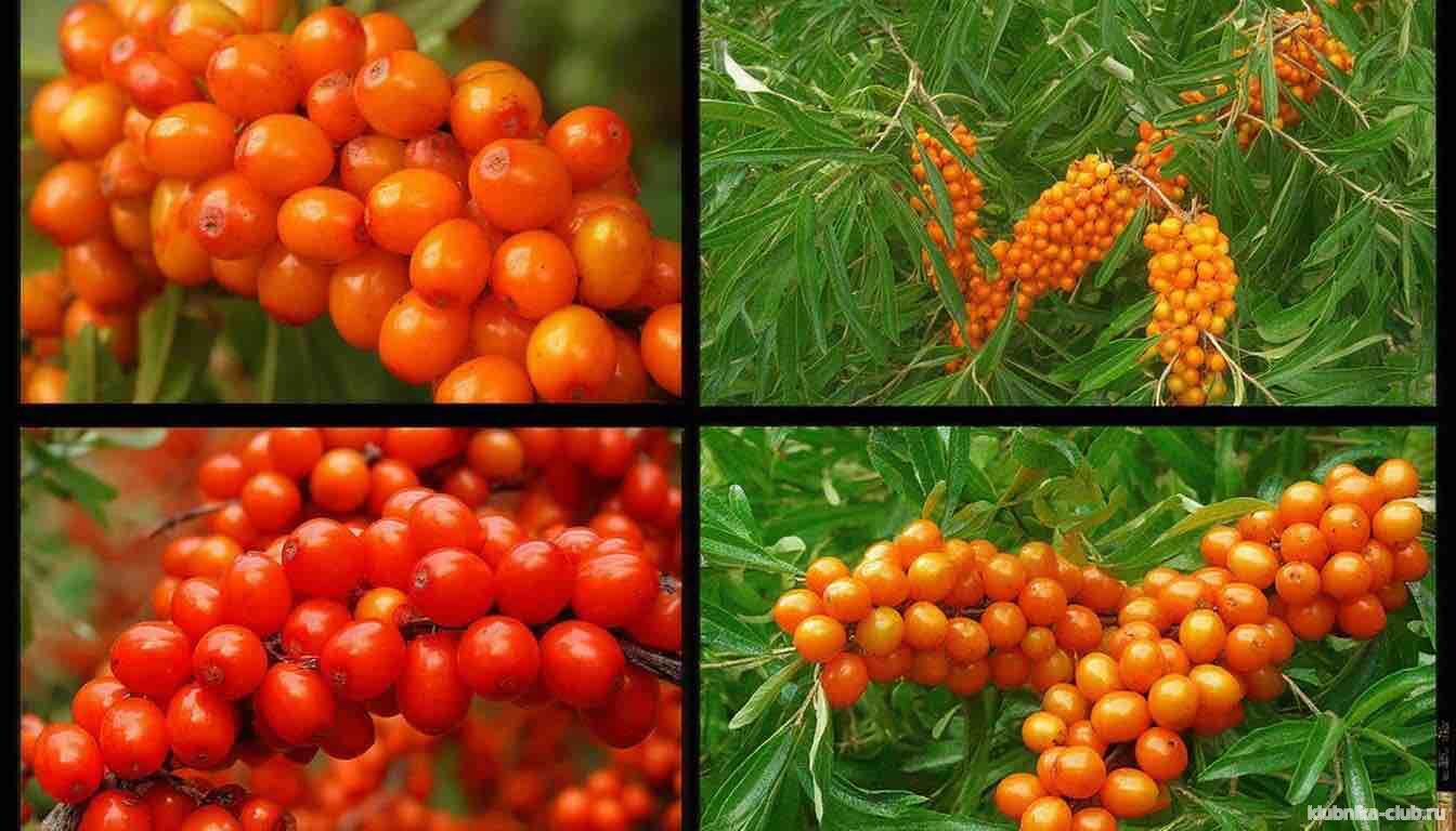 Сорта облепихи для Сибири