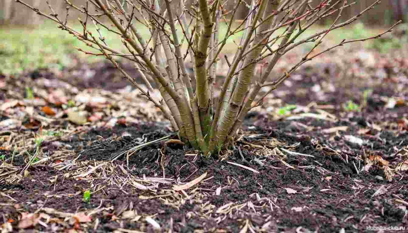 осенняя подкормка смородины