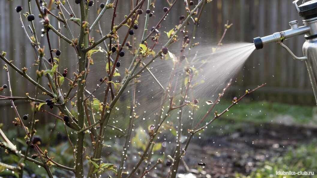 опрыскивание смородины осенью