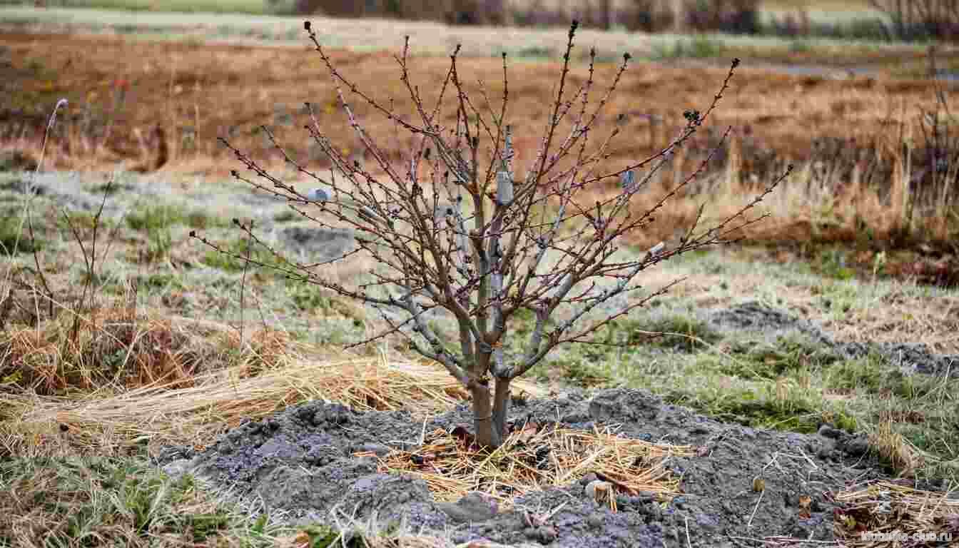 Подготовка смородины к зиме