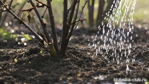 полив смородины осенью