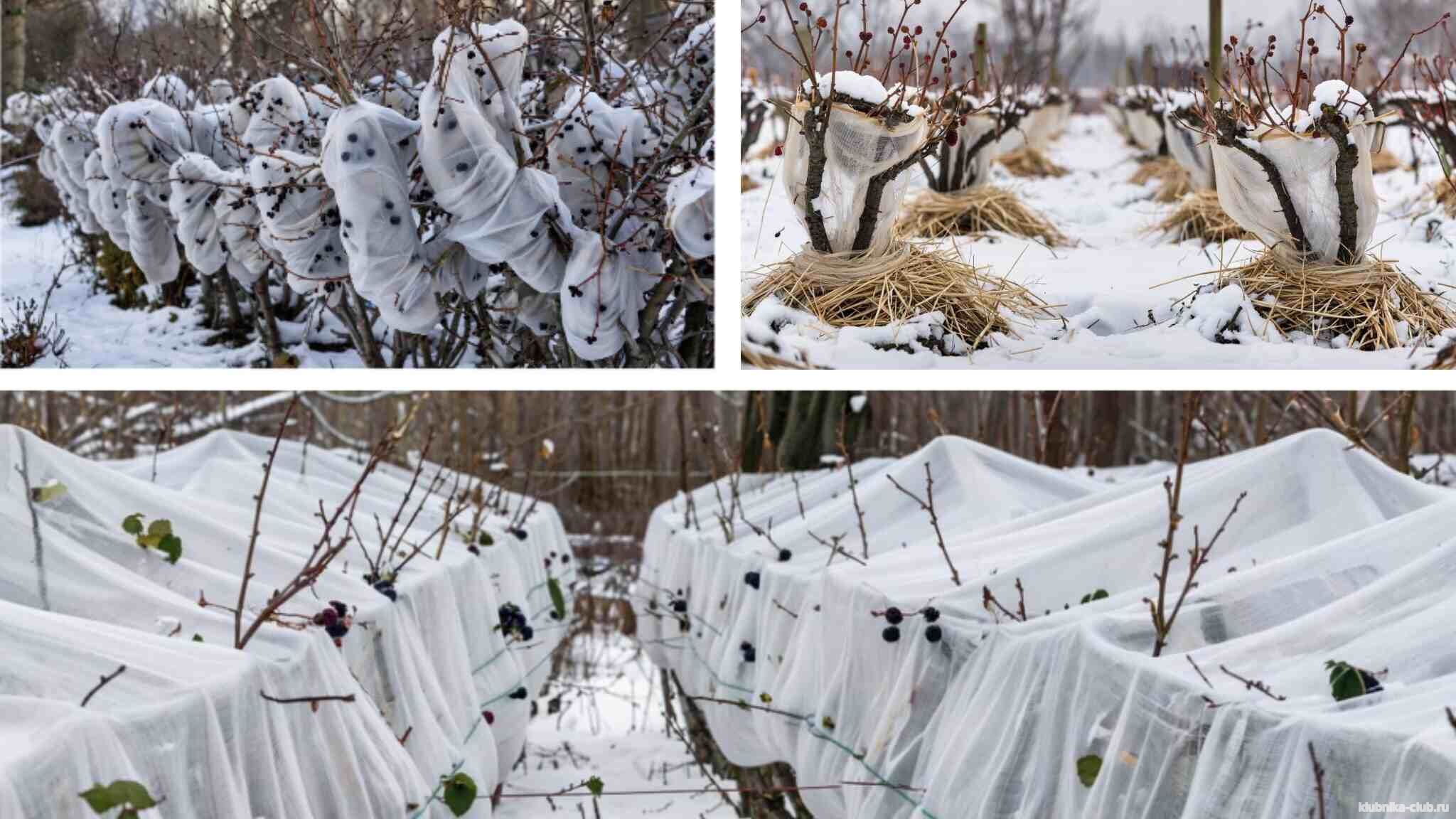 укрытие смородины на зиму